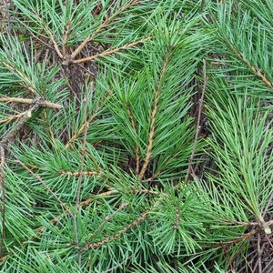 May include: Close-up of a cluster of green pine needles. The needles are long and thin, and they are arranged in a dense, overlapping pattern. The needles are a vibrant green color, and they are illuminated by the sunlight.