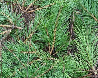Set of 30 Fresh cut green pine branches woodland branch for Christmas swag garland branches evergreen fresh cut green foliage floral crafts.