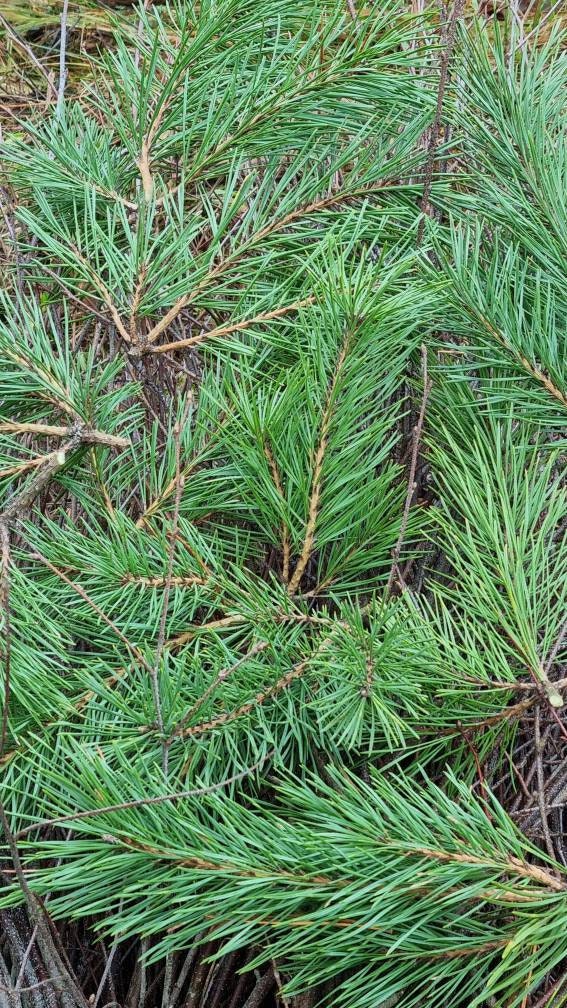 Pine Branches / Green Dried Antlers Pine 2-5 Stems / Preserved Pine/ Pine  Stems / Pine Branches 