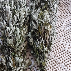dried mugwort bunch artemisia vulgaris incence cleanse healing herb ceremonial herbs witchcraft herb wild herbs for alternative medicine.