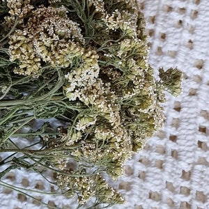 Natural Yarrow herb dried flower bouquet white yarrow achillea millefolium common magical wild herb bunch natural botanical herbal medicine