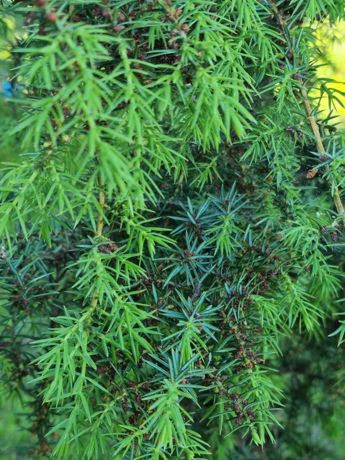 Fresh Cut Juniper Branches Juniper Tree Branches Juniper Green Needles