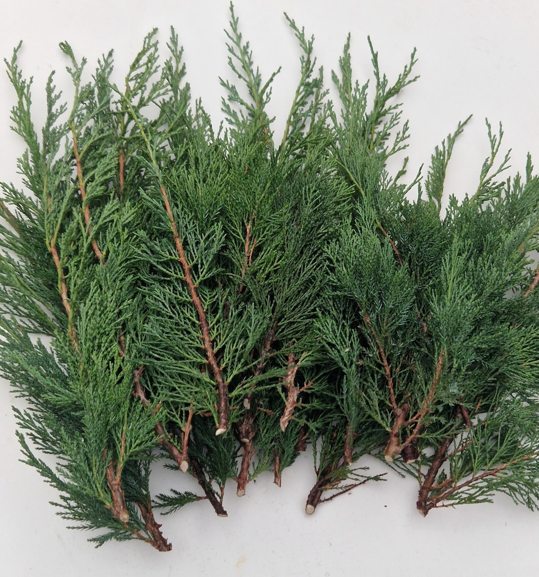 Set of 20 Fresh Cut Junipers Branches Evergreen Junipers Bunch Etsy UK