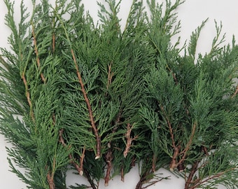 Set of 20 Fresh cut junipers branches evergreen junipers bunch Evergreen Swag for Christmas decoration incense health cleaning flat juniper.