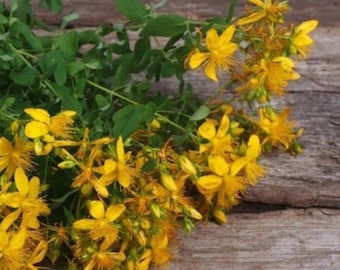 Natural organic herb Wild Greek St. John's Wort Herbal Tea Whole Bunch Harvest 2023 alternative medicine