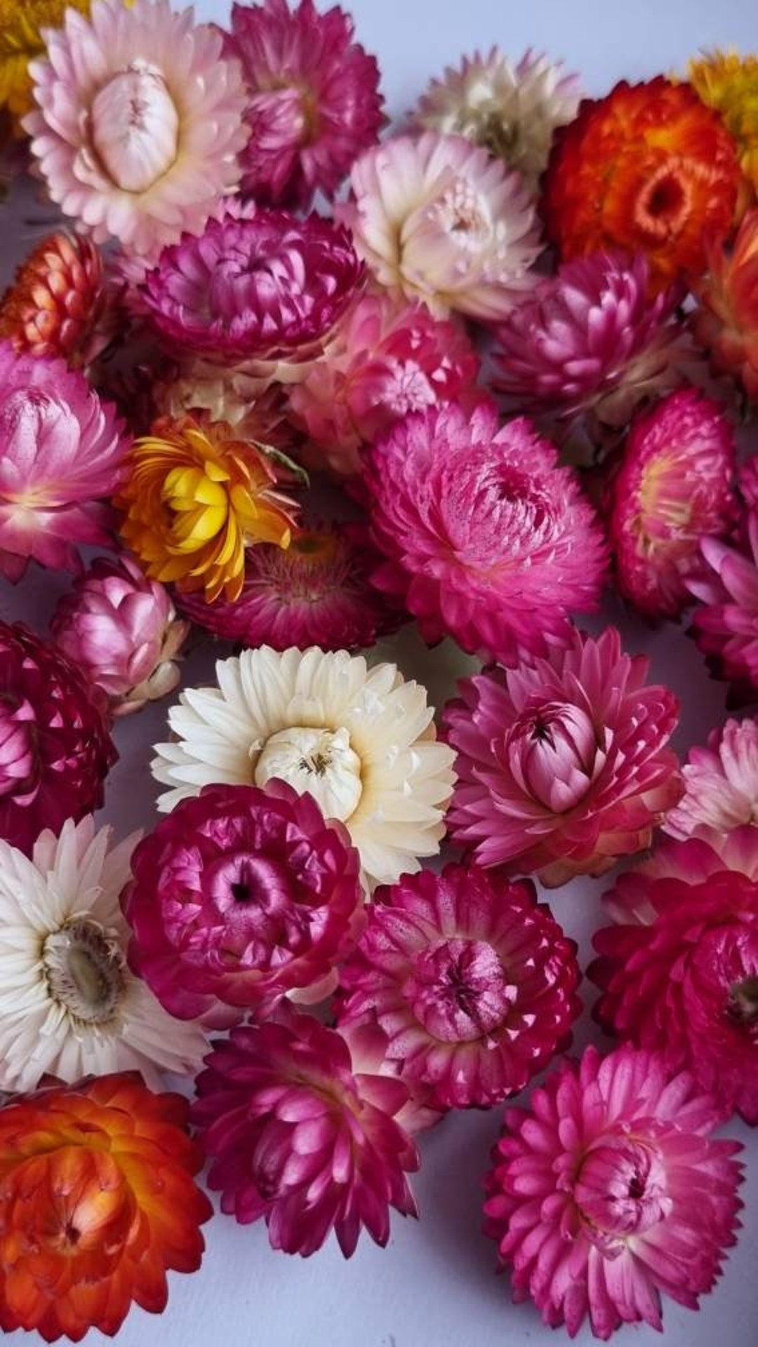 Strawflower Set of 50 Dry Mixed Straw Flowers Dried Straw Real Etsy