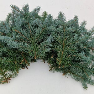 Set of 12 sharp spruces branches Natural blue spruce Christmas branches sharp spruce needles Christmas decor Christmas door swag door wreath