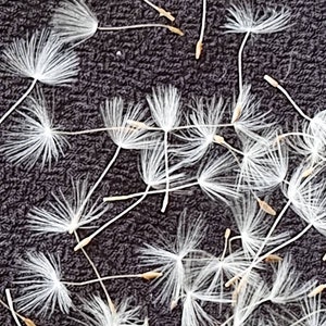 700 + graines de pissenlit naturelles pissenlit duveteux pour travaux manuels graines pour bijoux artisanat en résine pour carte de mariage Graines de pissenlit avec brins.