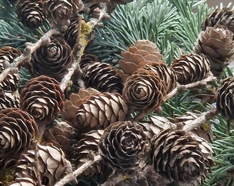 May include: Close-up of a collection of brown pine cones with a spiral pattern, attached to thin, light brown branches. The cones are surrounded by blue-green evergreen needles, creating a natural, textured arrangement.
