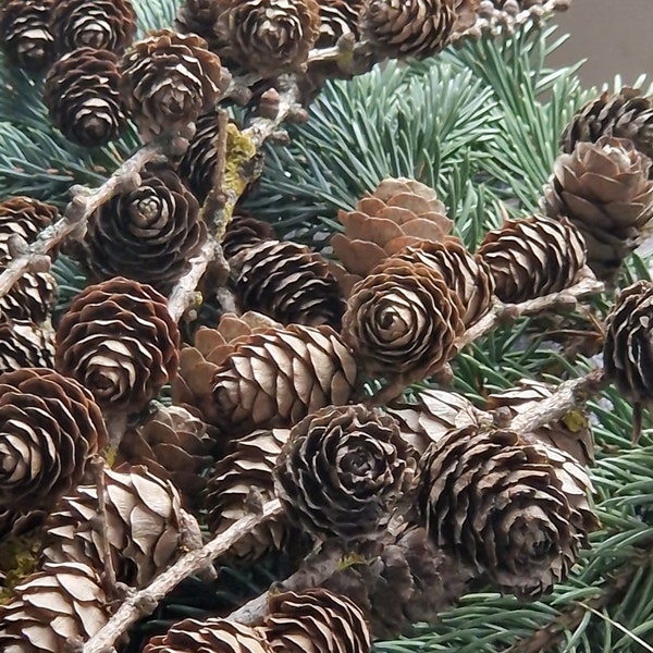 Set of 12 Natural larch cones with branches or 50 larch pines cones Christmas home Christmas tree decor door swag door wreath making