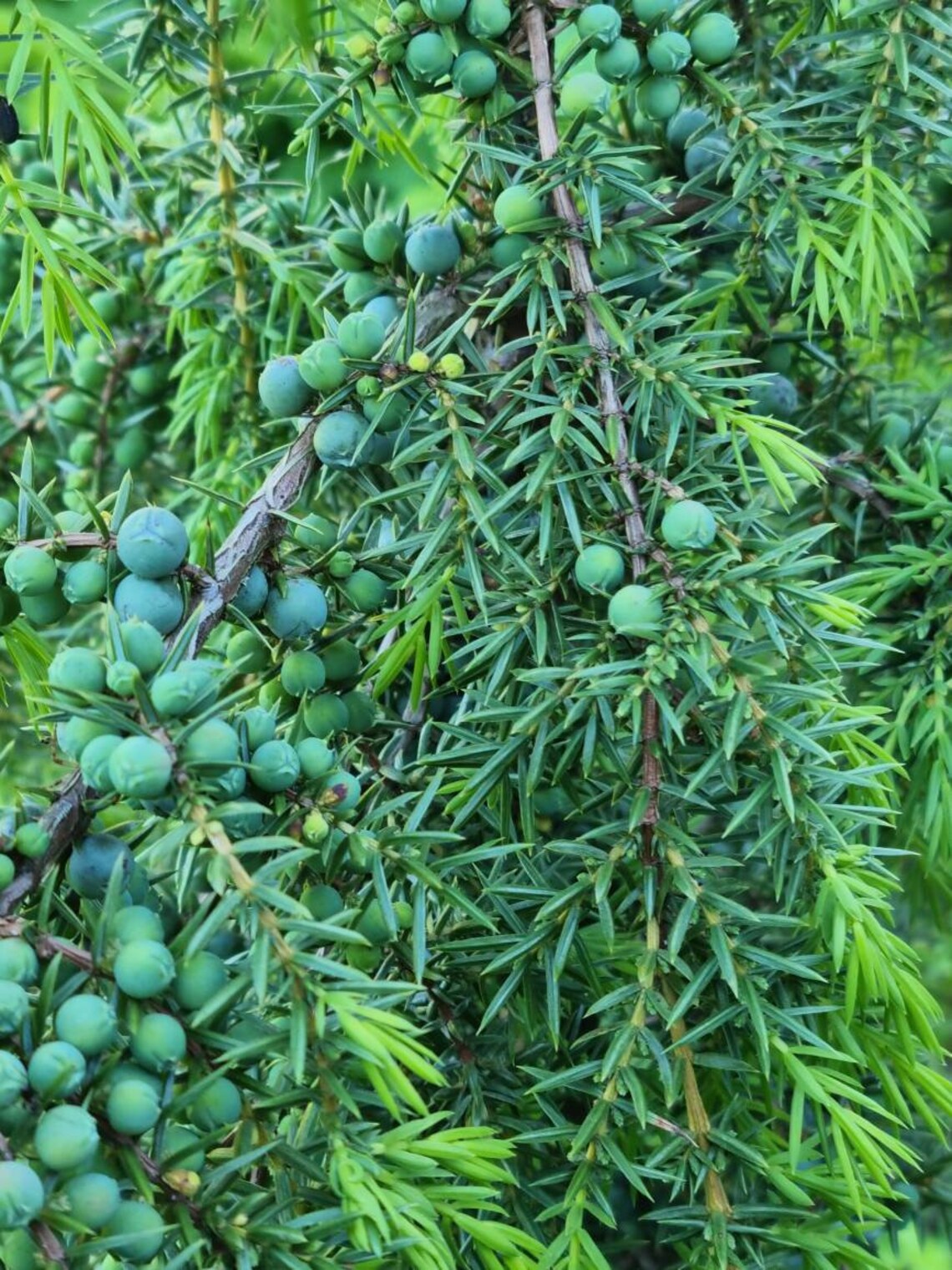 Fresh Cut Juniper Branches Juniper Tree Branches Juniper Green Etsy