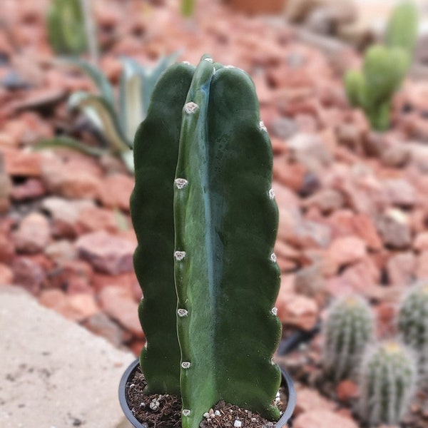 Cuddly Cactus - Cereus Jamacaru