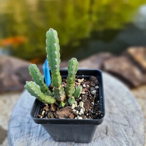 Rare Euphorbia Debilispina image 4