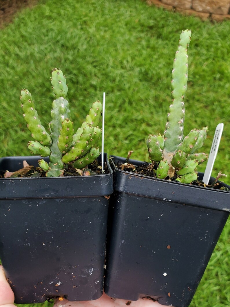 Rare Euphorbia Debilispina image 9