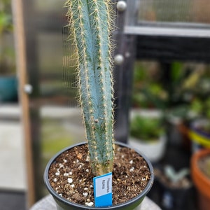 Pilosocereus Azureus