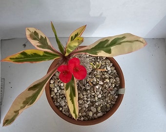 Euphorbia Milli Variegated Crown of Thorns (Fireworks Crown of Thorns) Live Plant Cactus Succulent