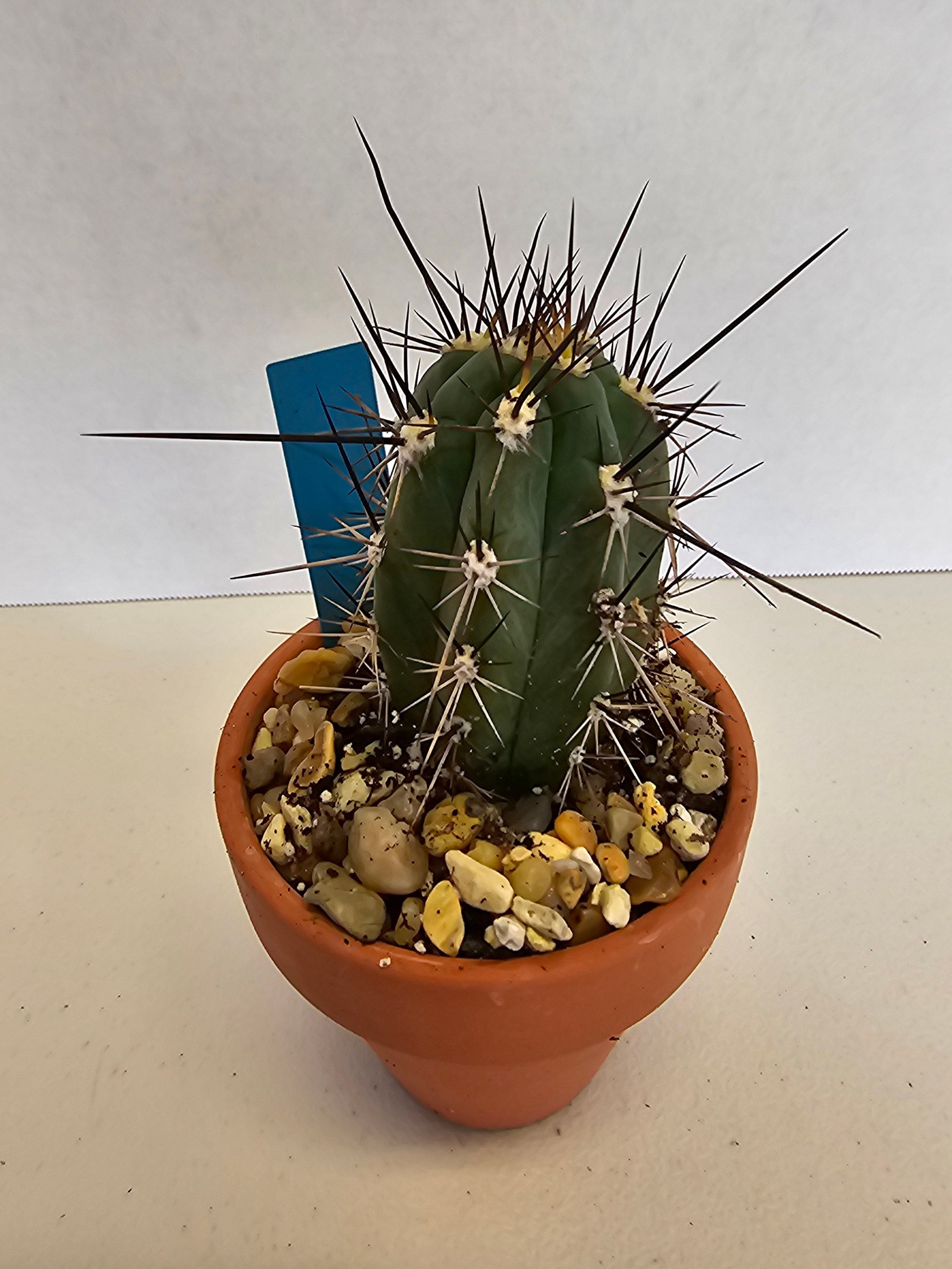 Toothpick Cactus - Stetsonia Coryne - Etsy Israel