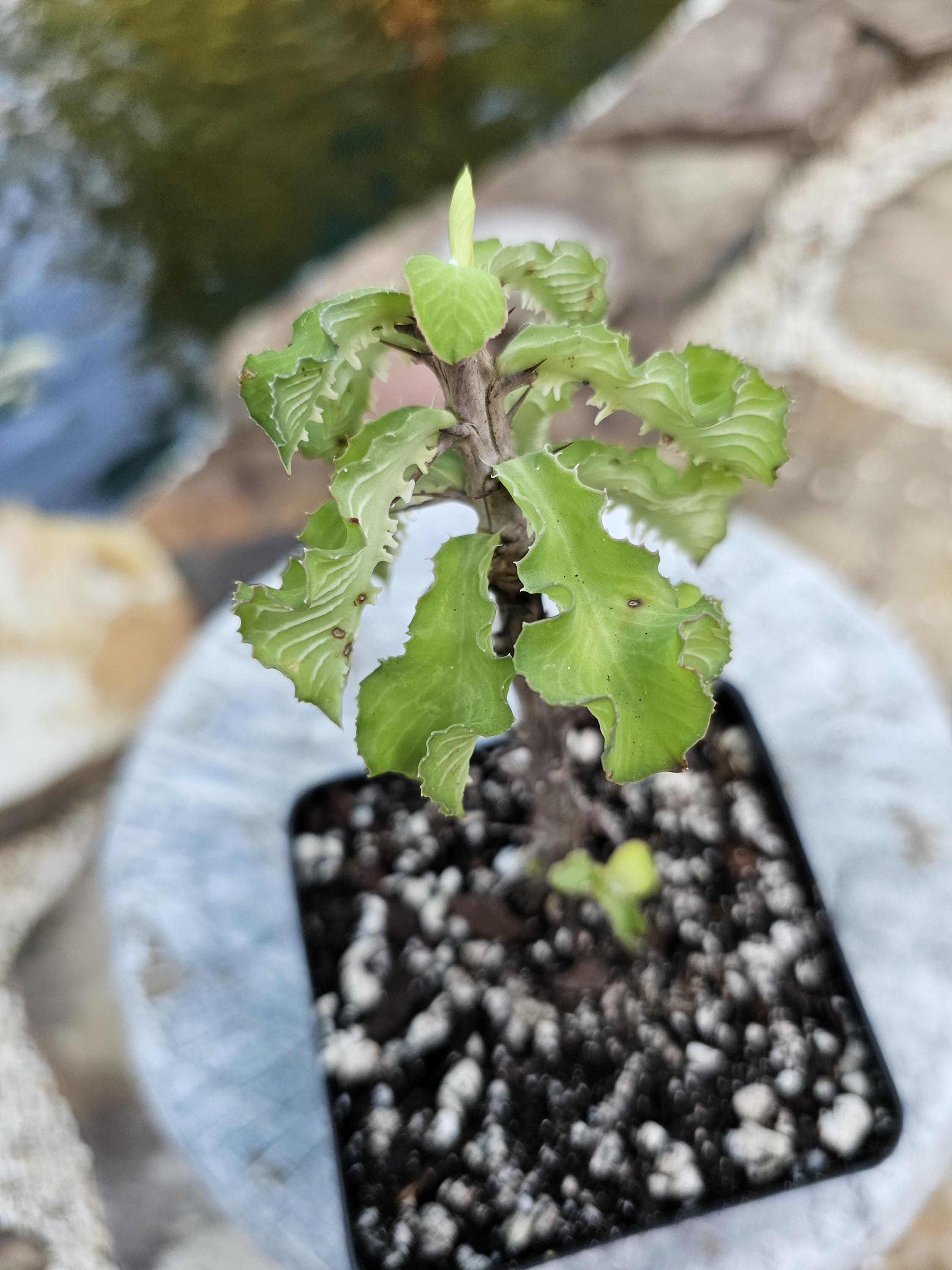 Rare euphorbia - Etsy 日本