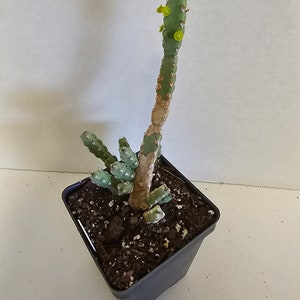 Rare Euphorbia Debilispina image 2