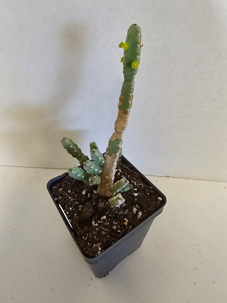 Rare Euphorbia Debilispina image 2