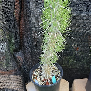 Didierea Madagascariensis Plant – 10" Pot Succulent Specimen