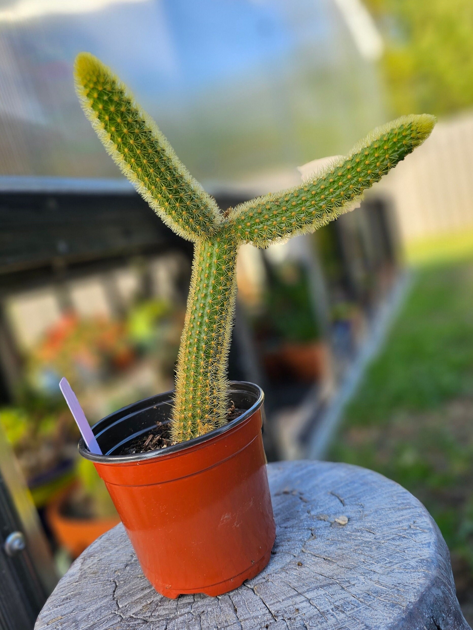 zimmerpflanze efeu Hedera Helix Wonder (Efeu) kaufen