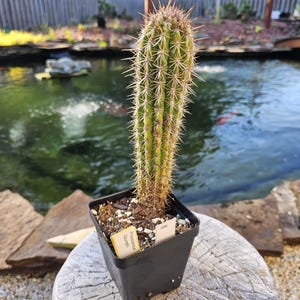 Pilosocereus Gounellei Cactus Columnar Cactus