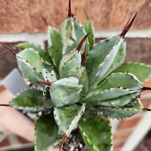 May include: A potted succulent plant with green, spiky leaves and reddish-brown tips. The plant has a rosette shape and is set against a blurred brick background. The leaves have a textured, almost fuzzy appearance.