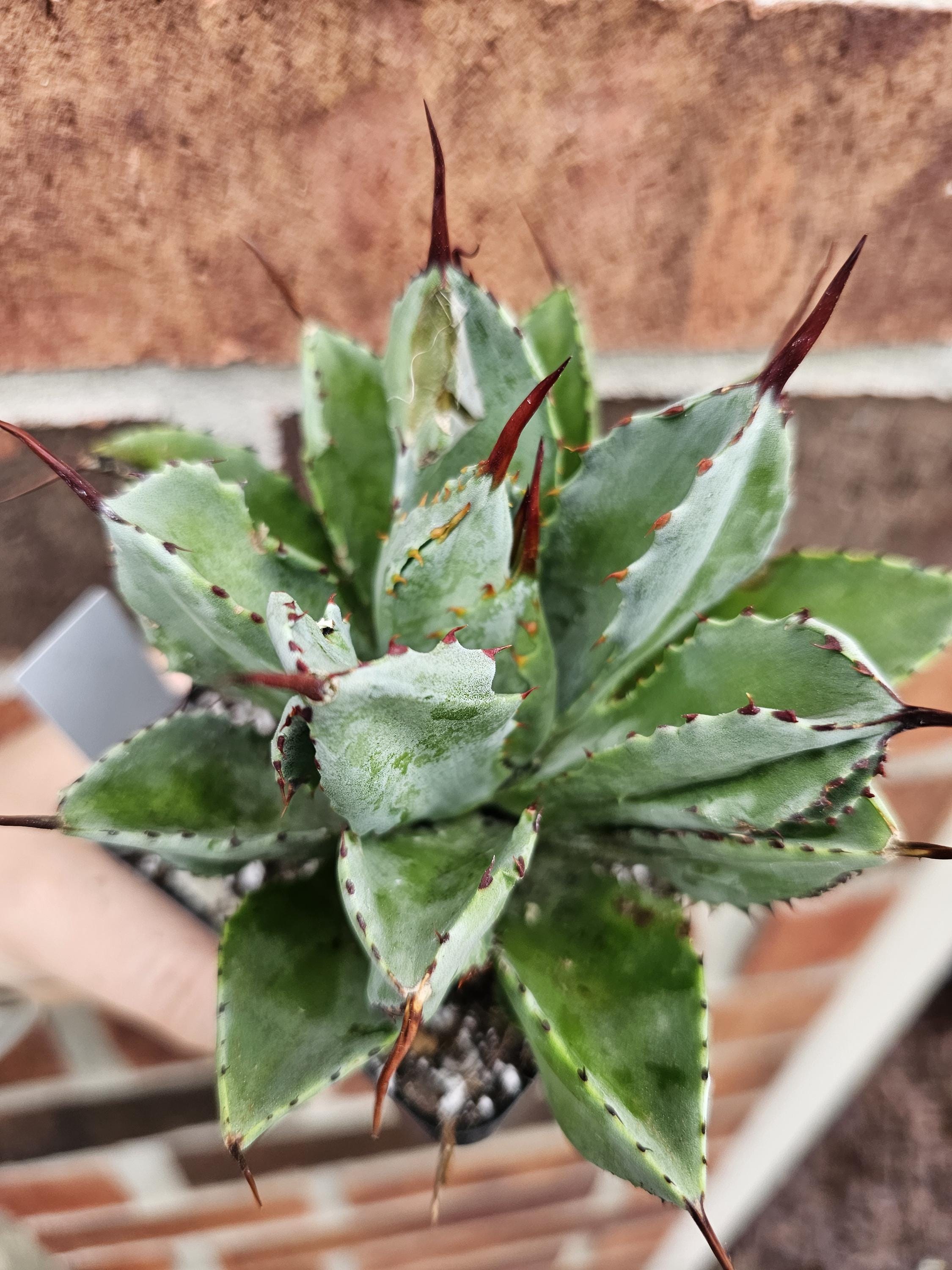 Agave potatorum✖️macroacantha【hybrid】　233 Agave Potatorum Cubic Variegated - Etsy