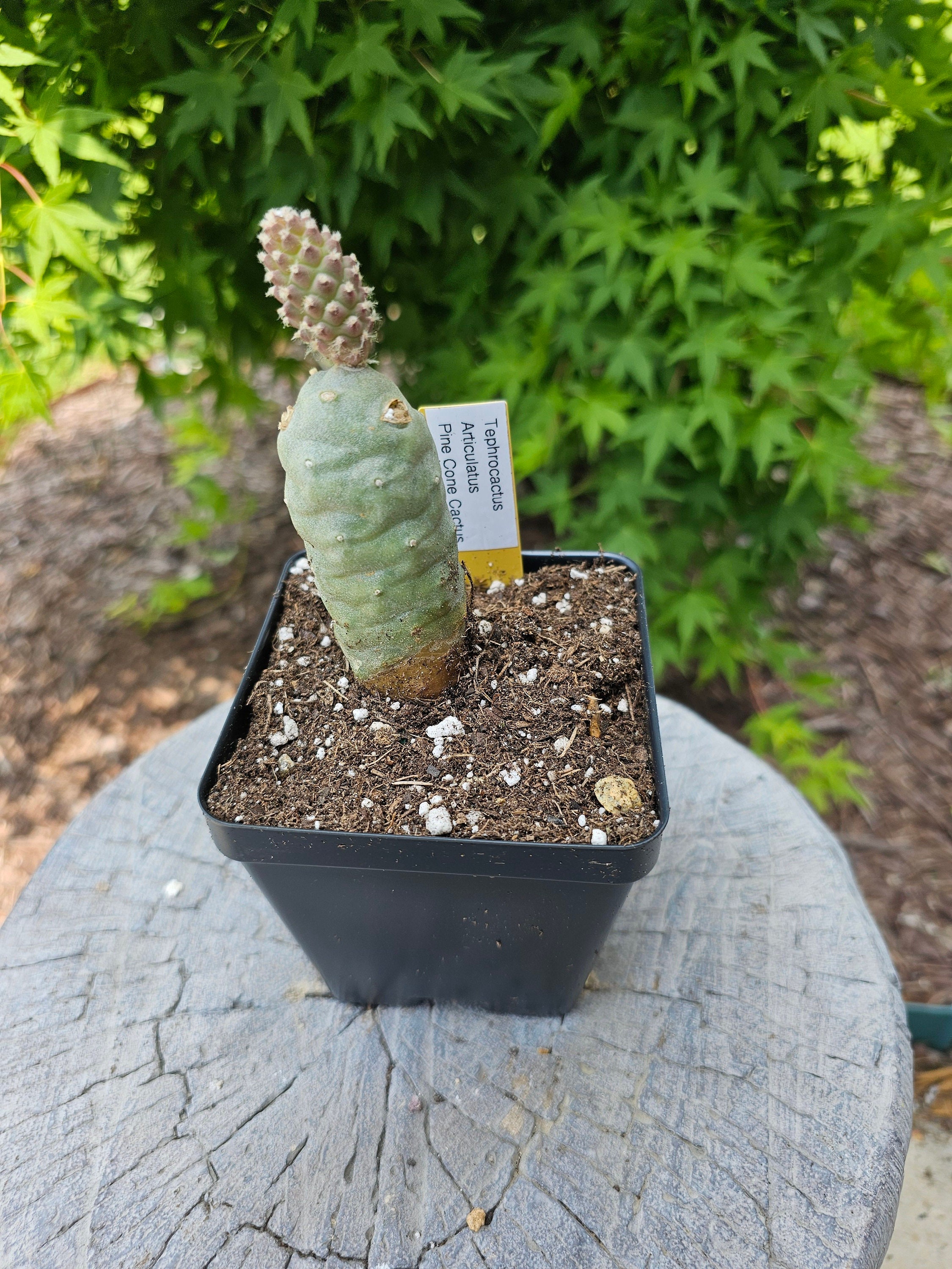 Tephrocactus Articulatus Pine Cone Cactus