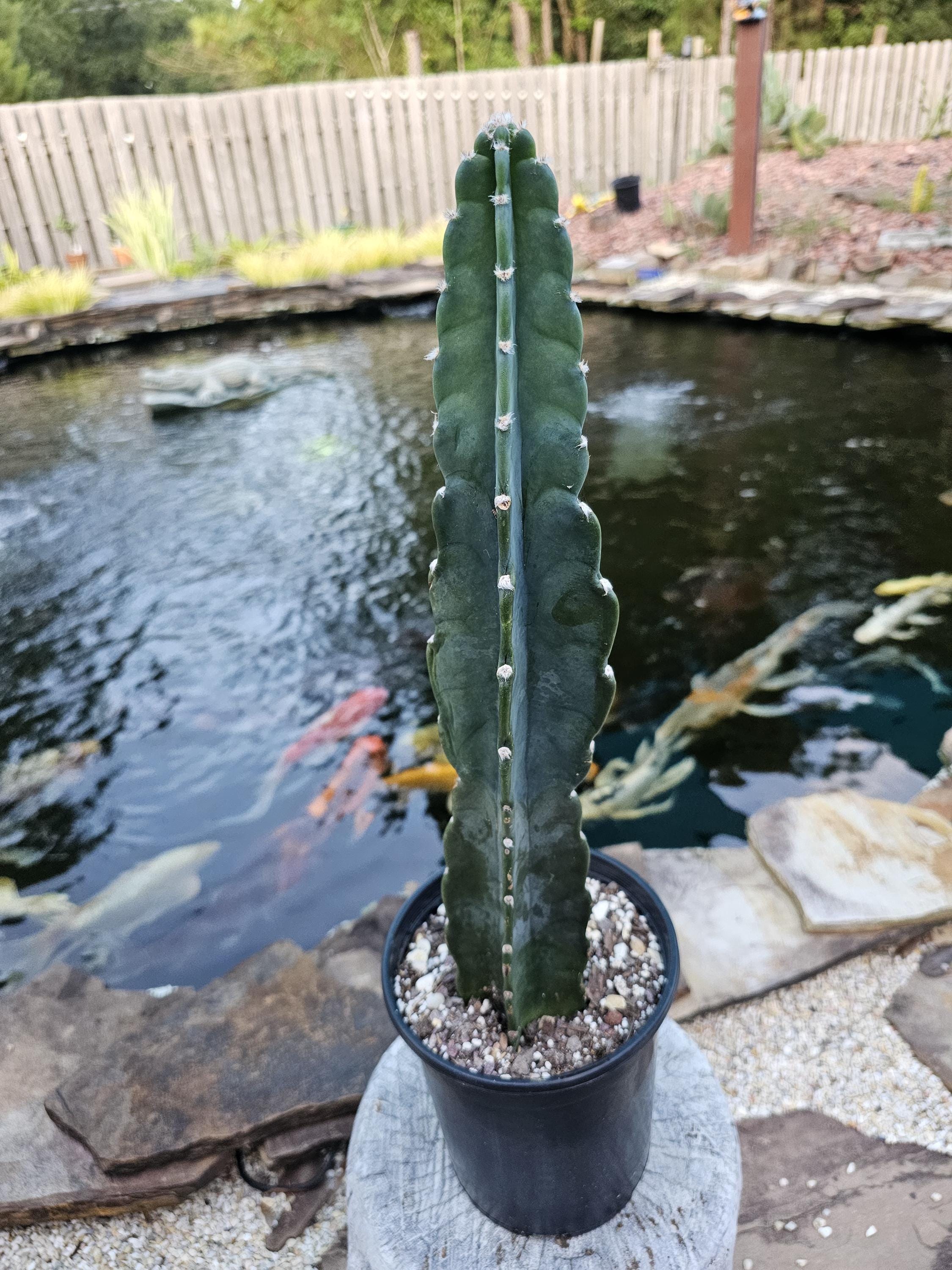 Cuddly Cactus - Cereus Jamacaru - Etsy Finland