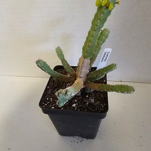 Rare Euphorbia Debilispina image 1