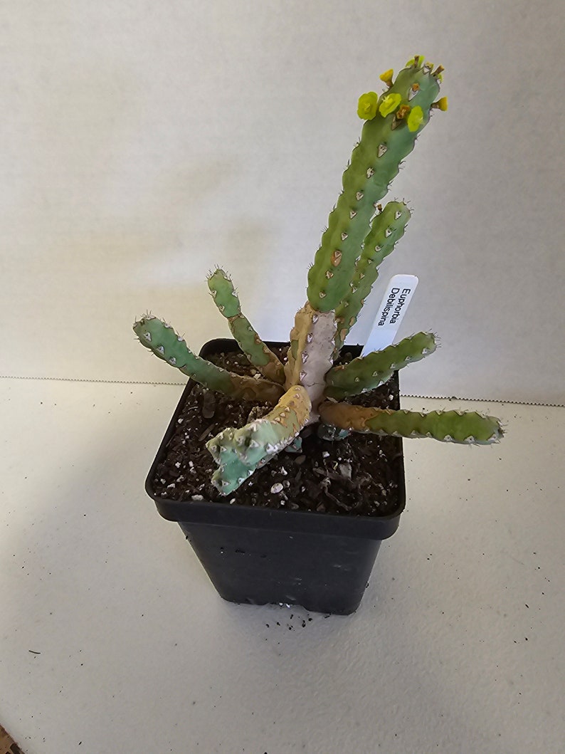 Rare Euphorbia Debilispina image 1