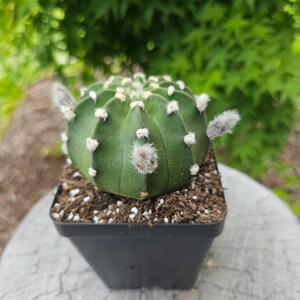 Domino Cactus - Easter Lily Cactus - Echinopsis Subdenudata