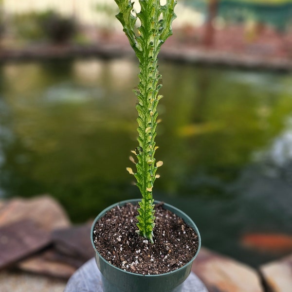 Euphorbia Mayurnathanii Variegated