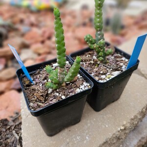 Rare Euphorbia Debilispina image 7