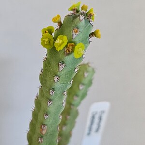 Rare Euphorbia Debilispina image 3