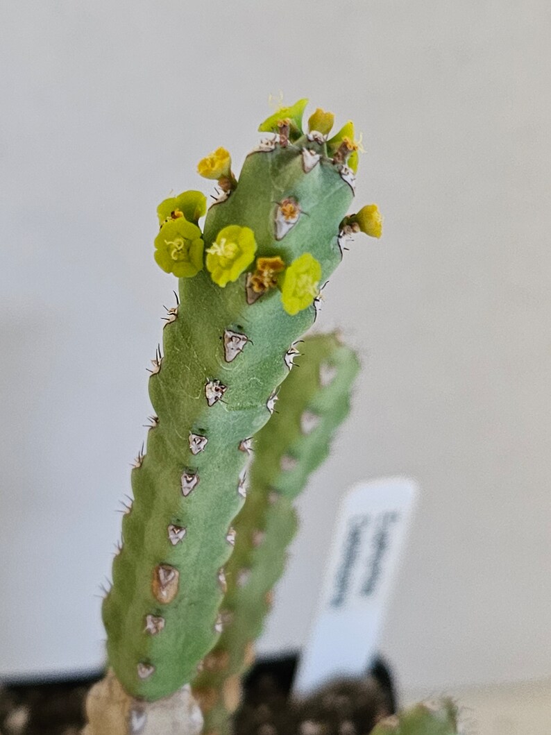 Rare Euphorbia Debilispina image 3
