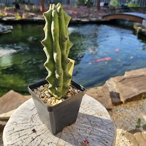 May include: A green cactus with red spines in a black square pot filled with small pebbles. The cactus is outdoors, set on a weathered wooden surface, with a pond and greenery in the background.