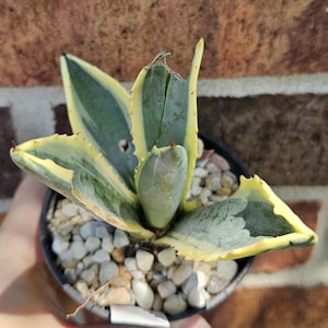 Variegated Agave