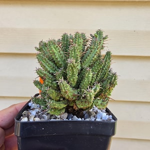 May include: A small, multi-stemmed succulent plant with green, textured, and spiky columns growing in a black square plastic pot filled with white and gray gravel. The plant features numerous vertical stems with small, sharp brown thorns.