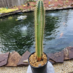 Pilosocereus Azureus