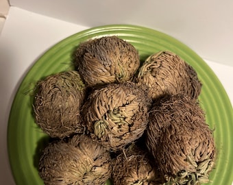 May include: A close-up of seven brown and green air plants on a green plate. The air plants are arranged in a circular pattern.