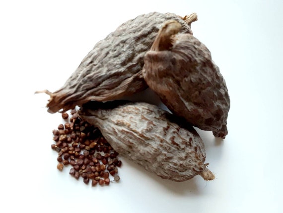 Health benefits of alligator pepper (ose oji) to man and woman