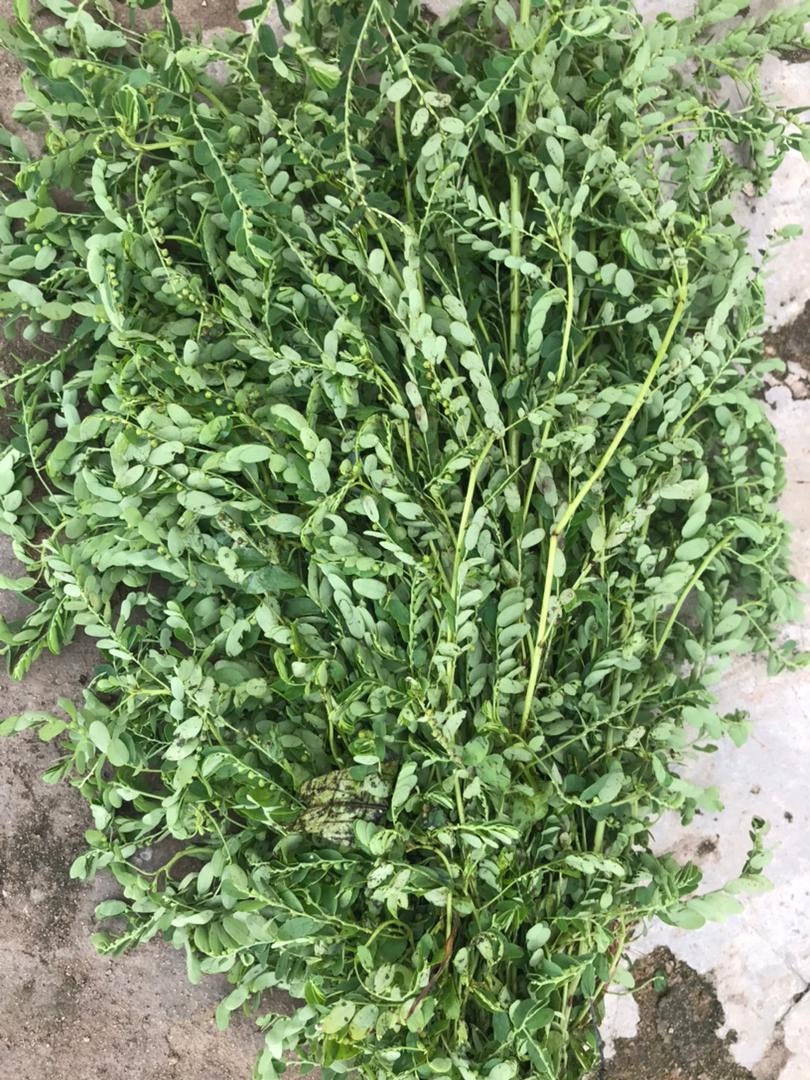 Chanca piedra leaves,Awobaeguwechi (Dried)