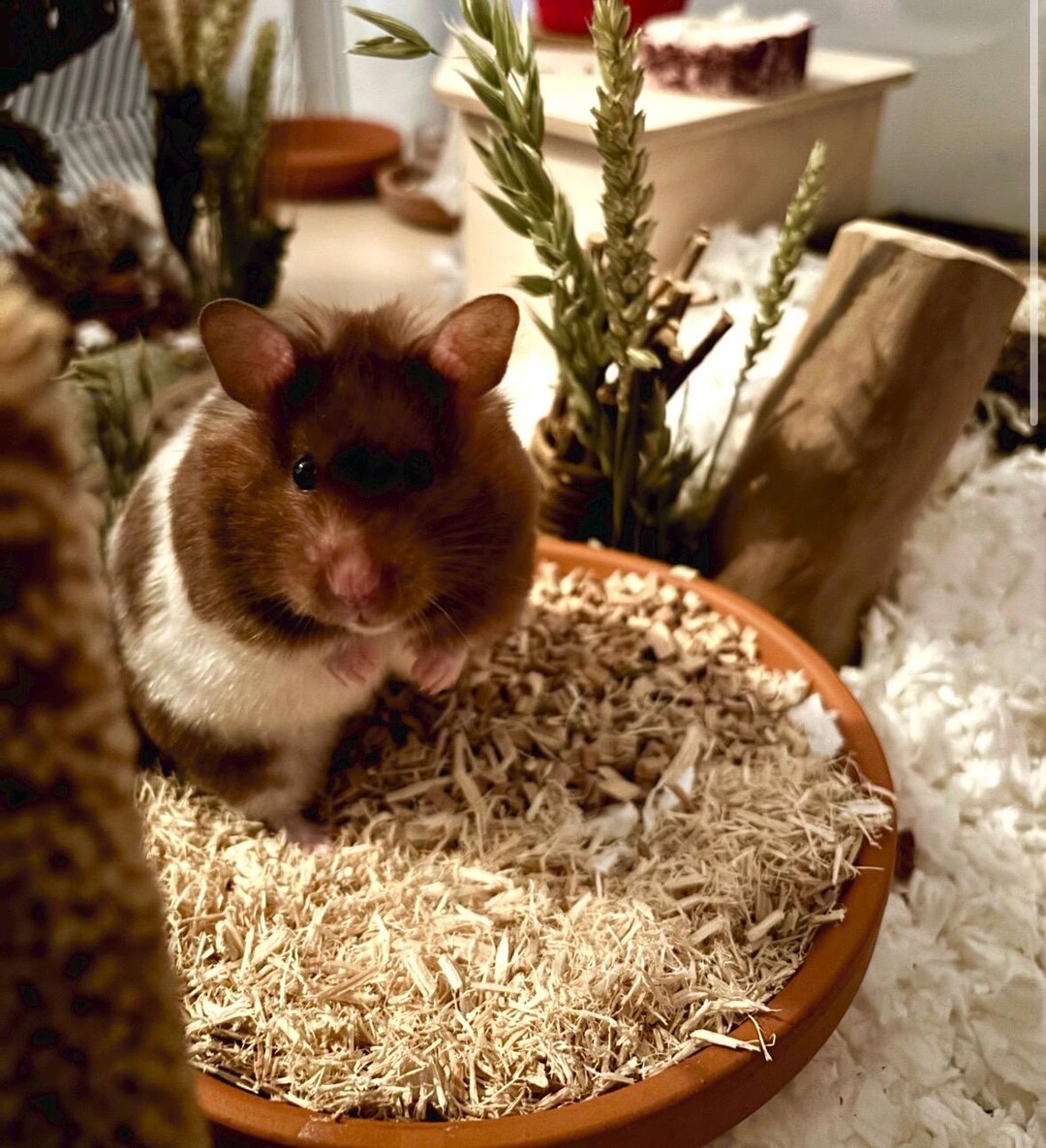 Hamster Digging Substrate Bundle – Coconut Soil, Cork, Aspen, Beech ...