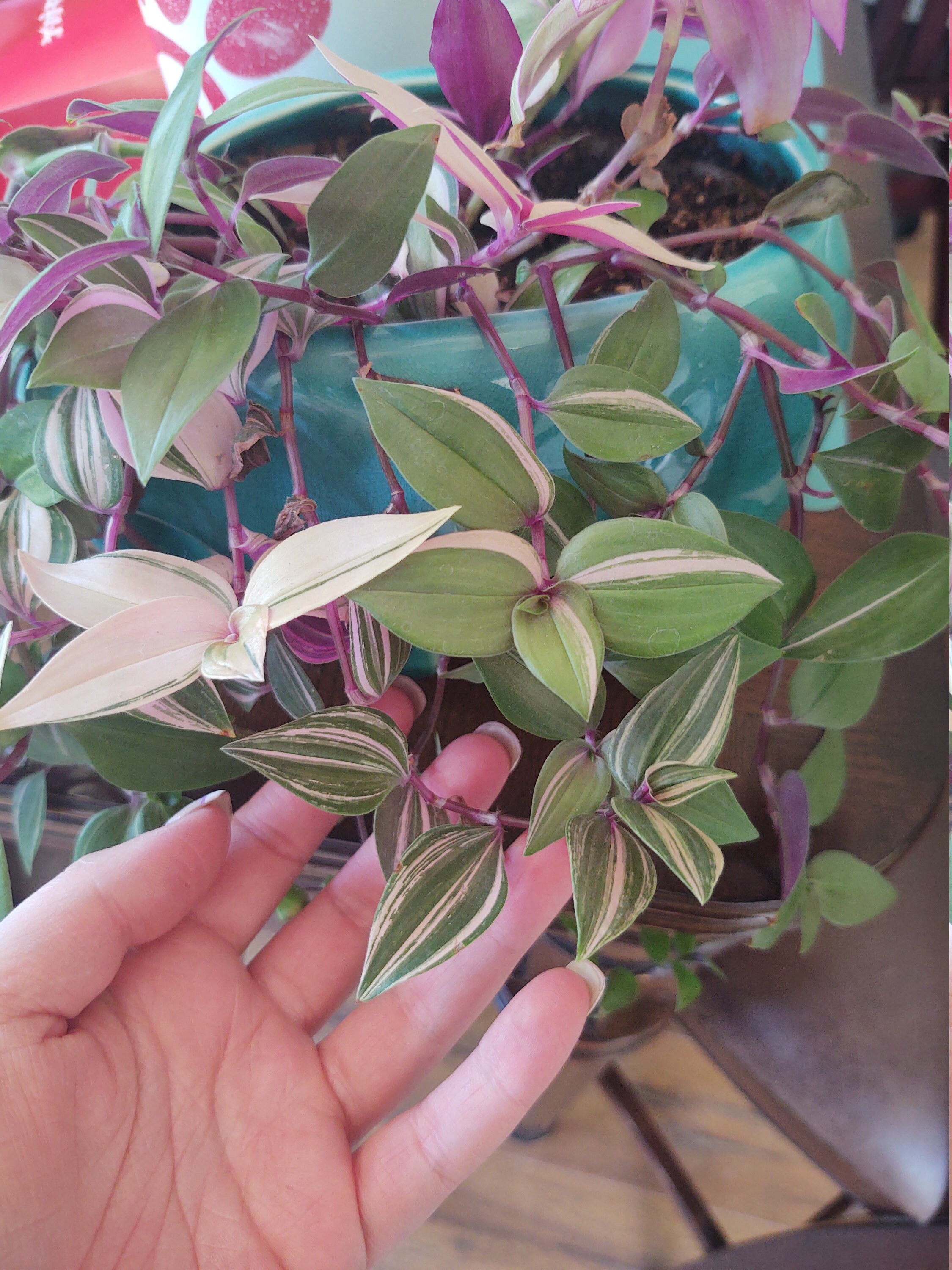 Rare houseplant Mundala Variegata Tradescantia rainbow Etsy