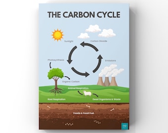 The Carbon Cycle Poster | Science Poster | Biology Poster | Wall Decor | Digital Download | A2, A3, A4, A5 Poster