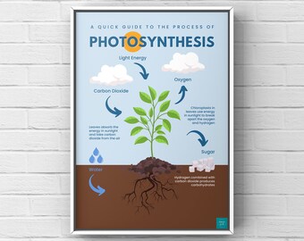 D‘s plants 月金発送　セフィロス　クラウド　ポスター Photosynthesis Poster | Science Poster | Biology Poster | Wall