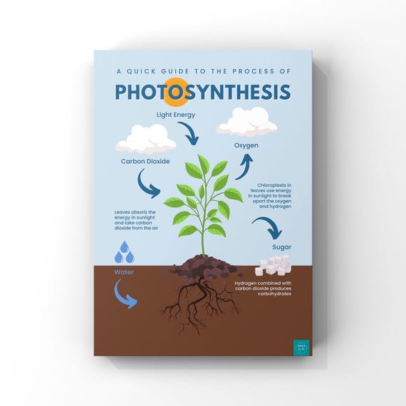 Photosynthesis Poster | Science Poster | Biology Poster | Wall
